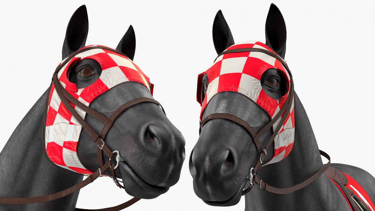 Racehorse Black Rigged 3D