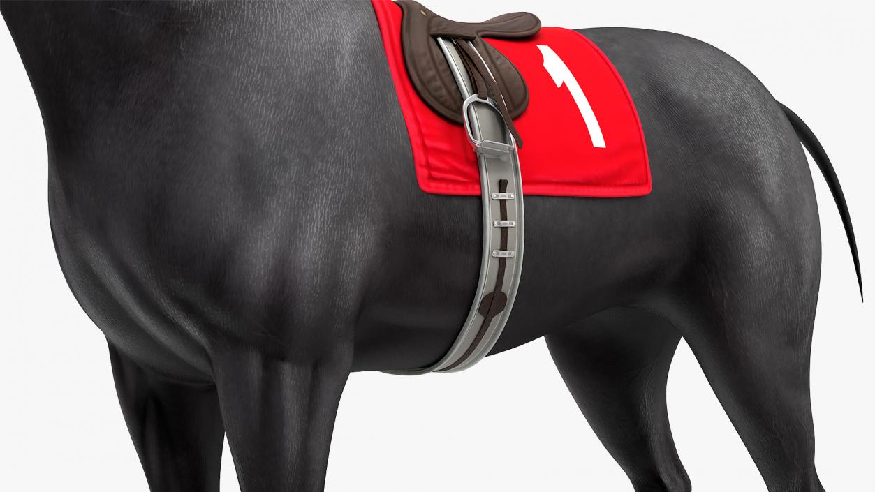 Racehorse Black Rigged 3D