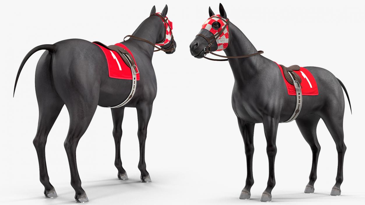 Racehorse Black Rigged 3D