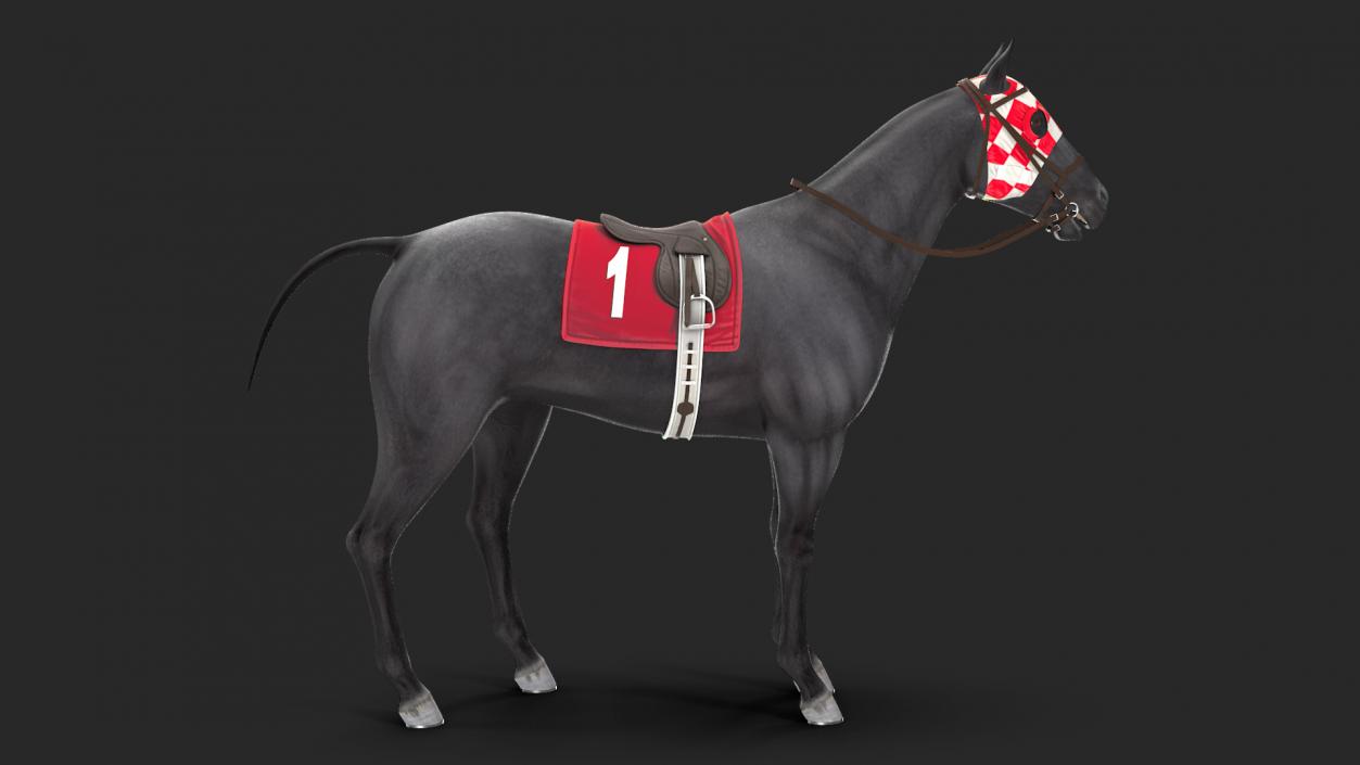 Racehorse Black Rigged 3D