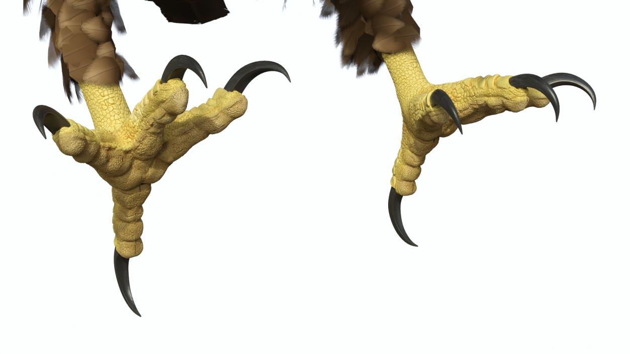 Golden Eagle Attacking 3D