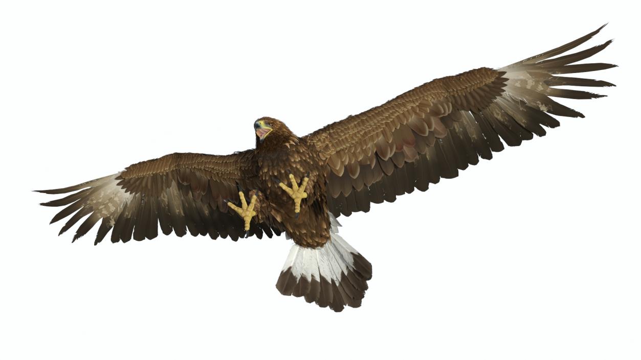 Golden Eagle Attacking 3D