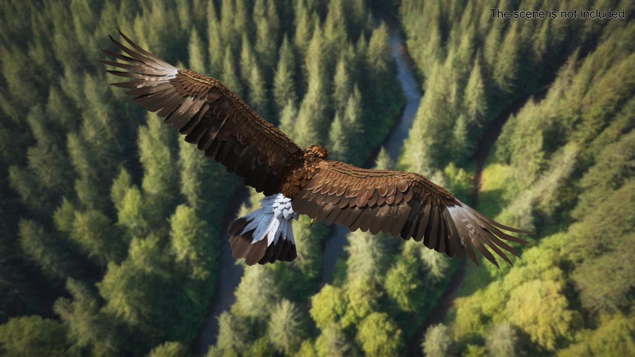 Golden Eagle Attacking 3D