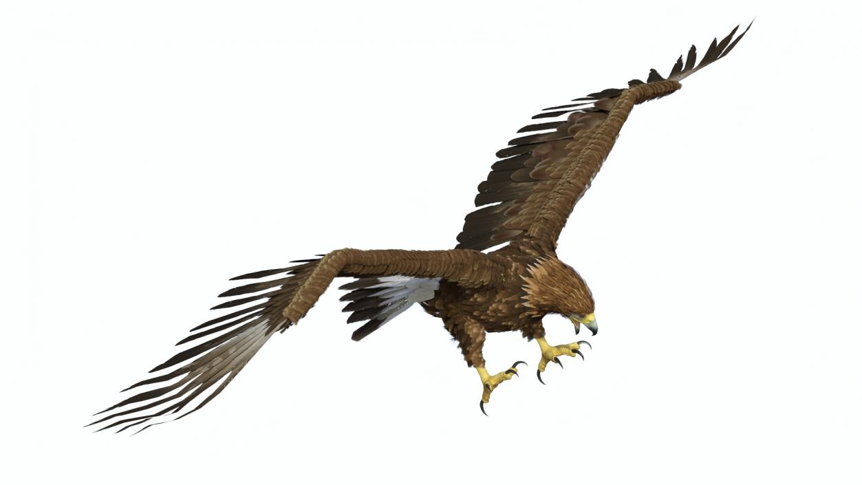 Golden Eagle Attacking 3D