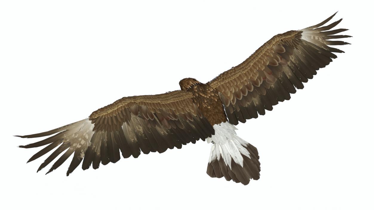 Golden Eagle Attacking 3D