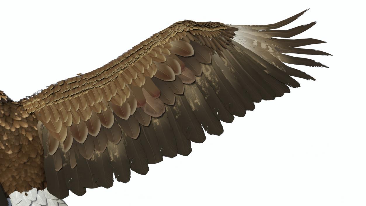 Golden Eagle Attacking 3D