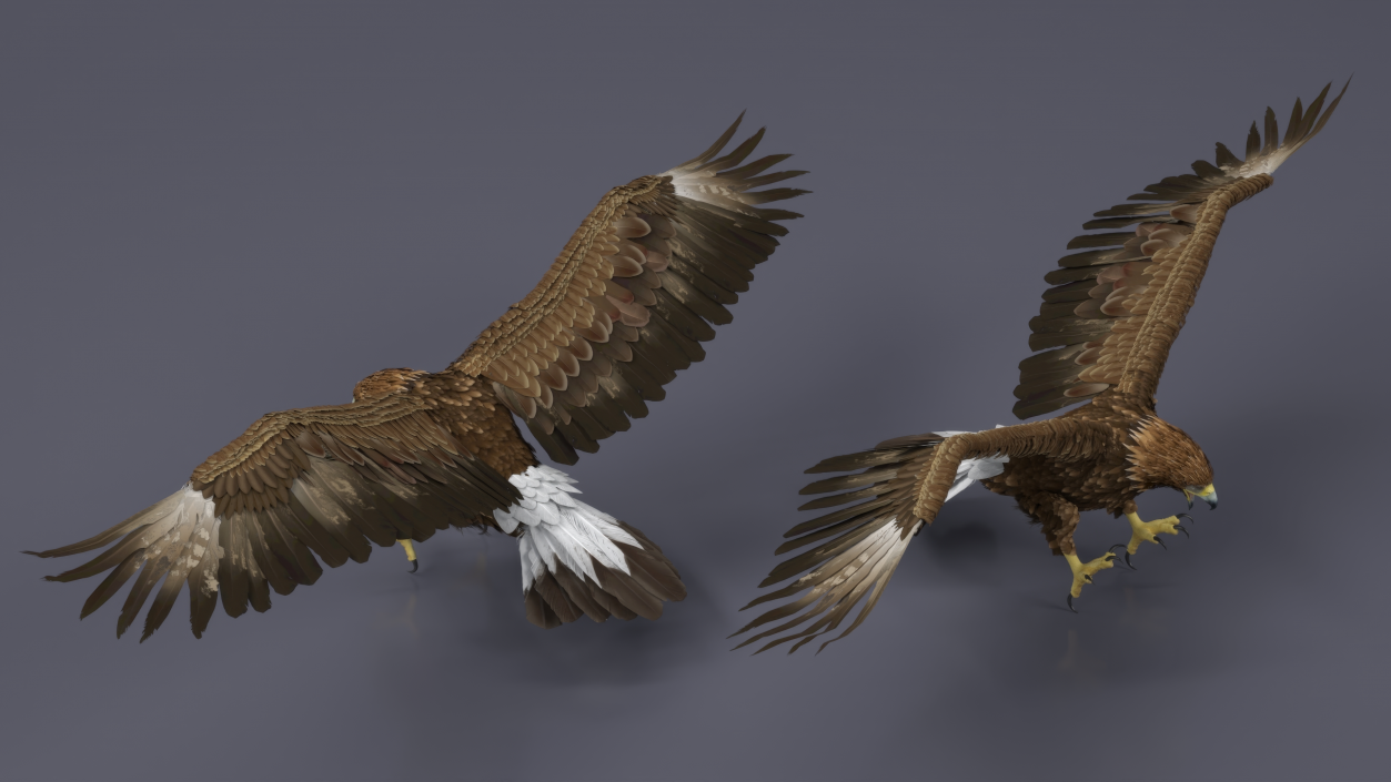 Golden Eagle Attacking 3D