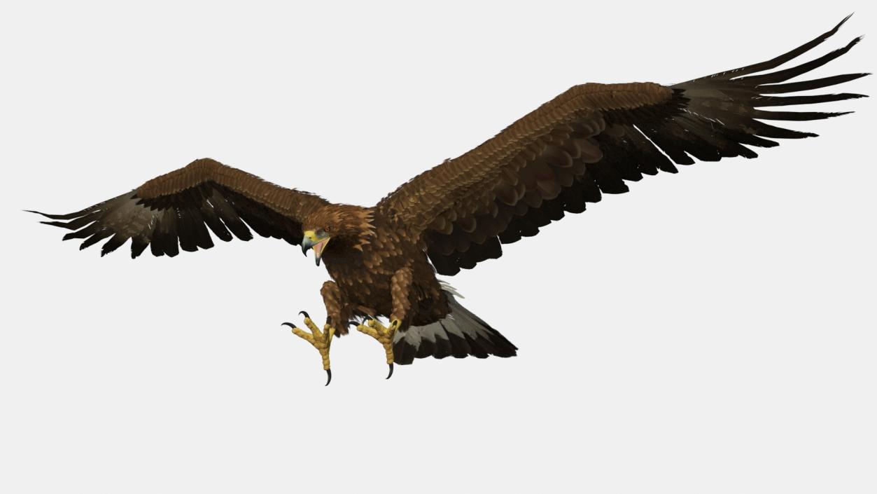 Golden Eagle Attacking 3D