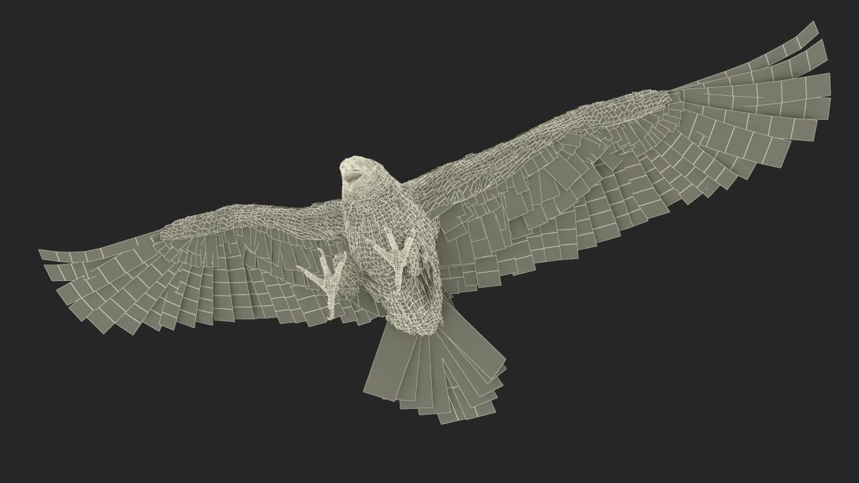 Golden Eagle Attacking 3D