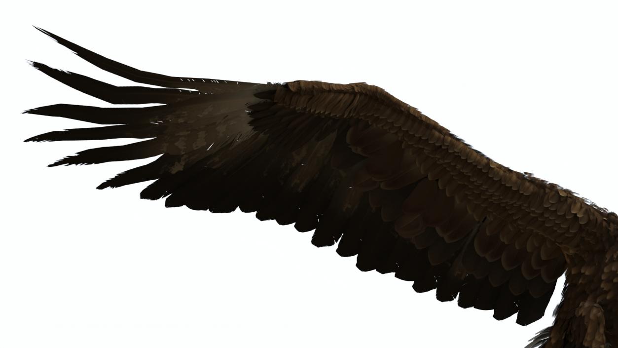 Golden Eagle Attacking 3D