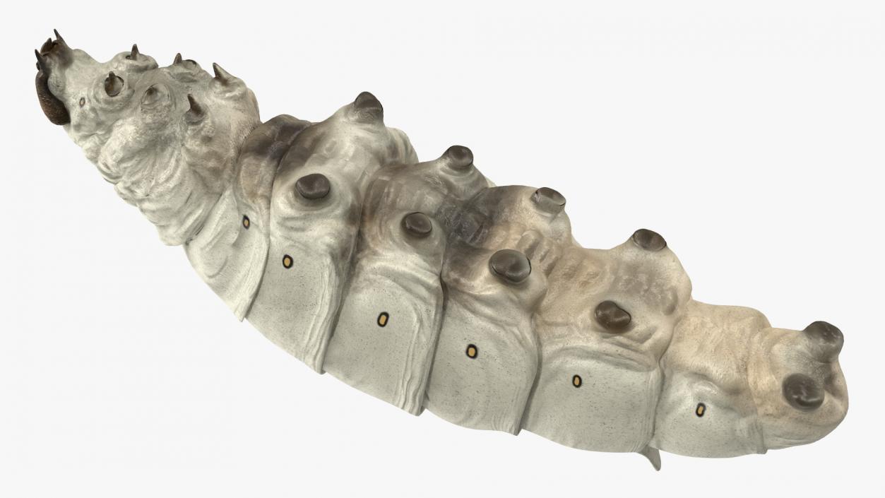 Silkworm White 3D model