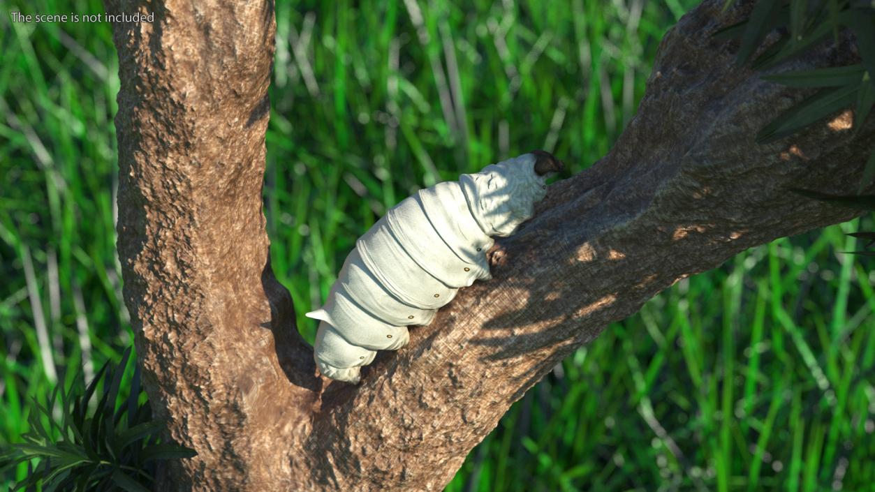 Silkworm White 3D model