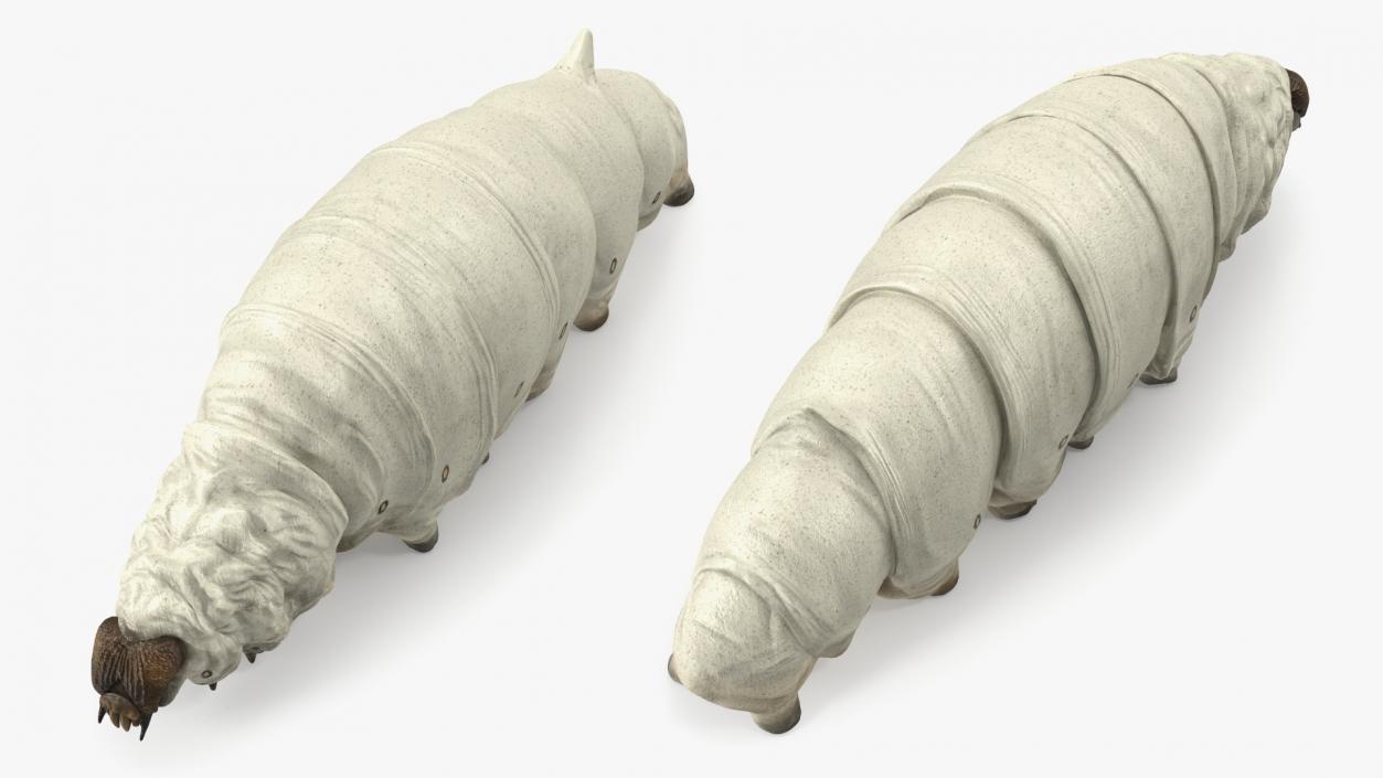 Silkworm White 3D model