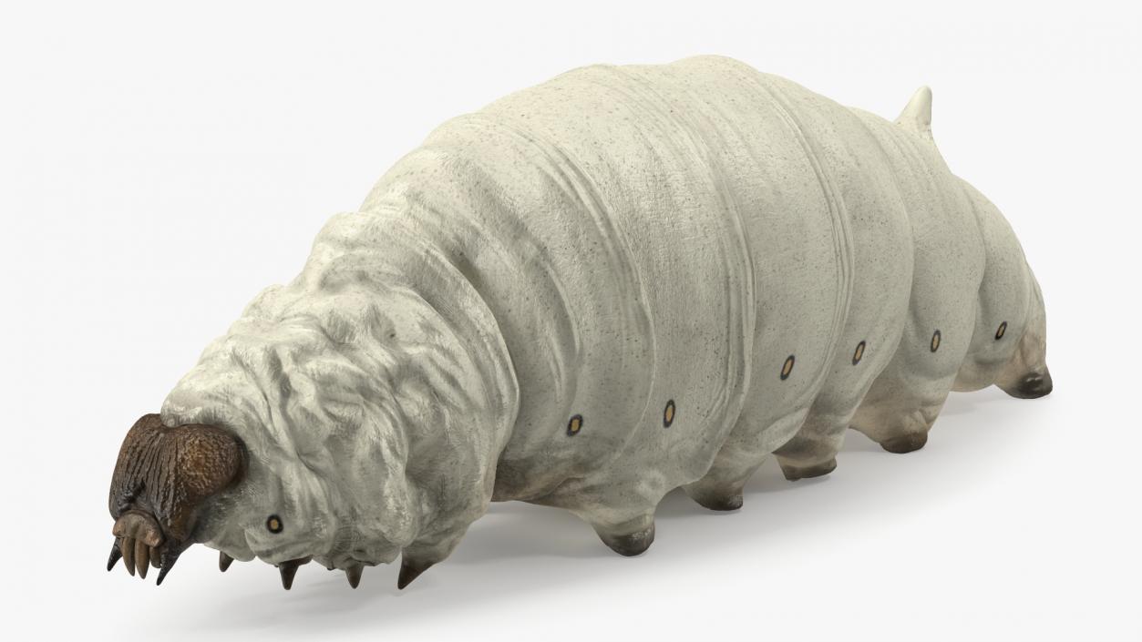 Silkworm White 3D model