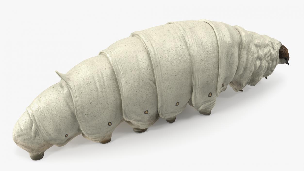 Silkworm White 3D model