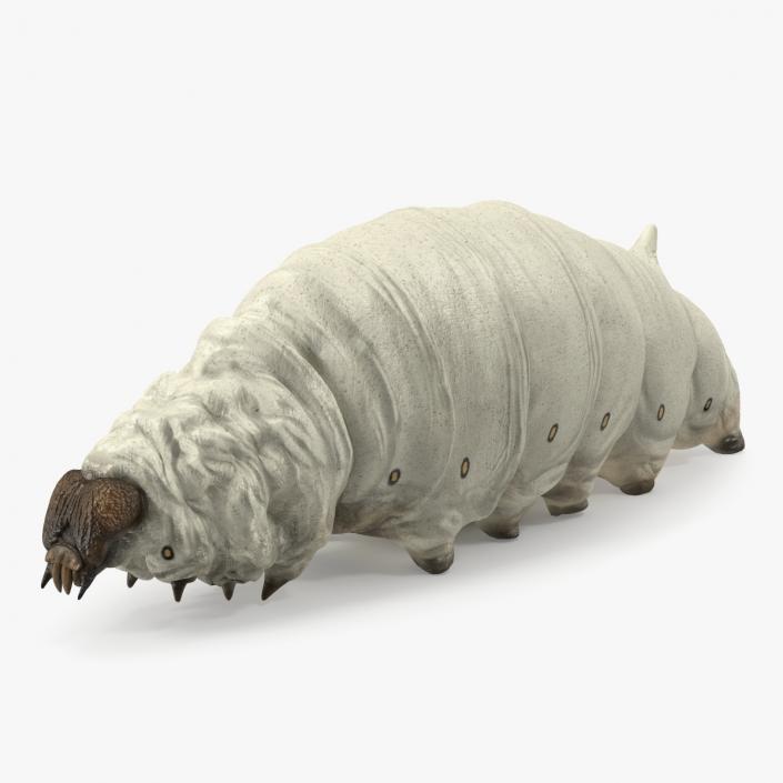 Silkworm White 3D model