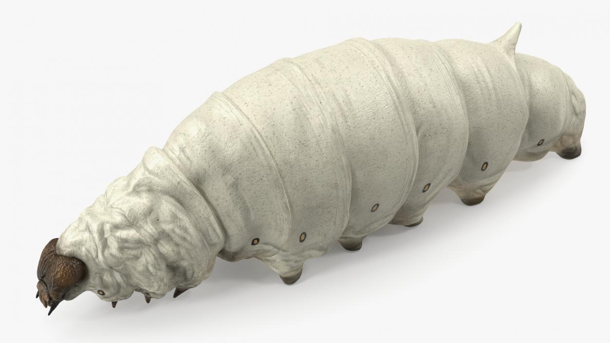 Silkworm White 3D model