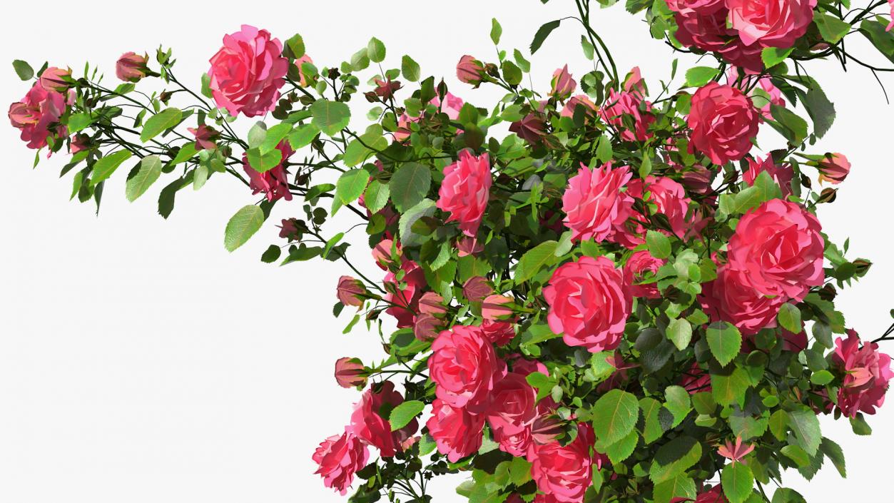 Wooden Gazebo Covered with Pink Roses 3D