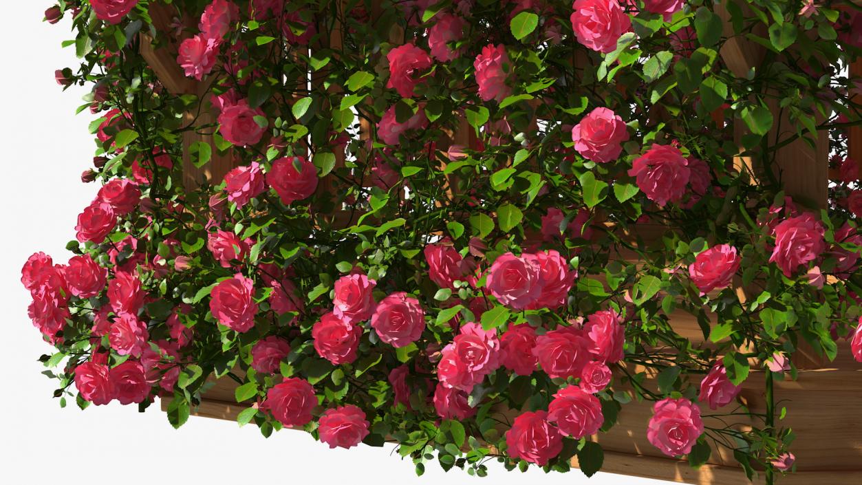 Wooden Gazebo Covered with Pink Roses 3D