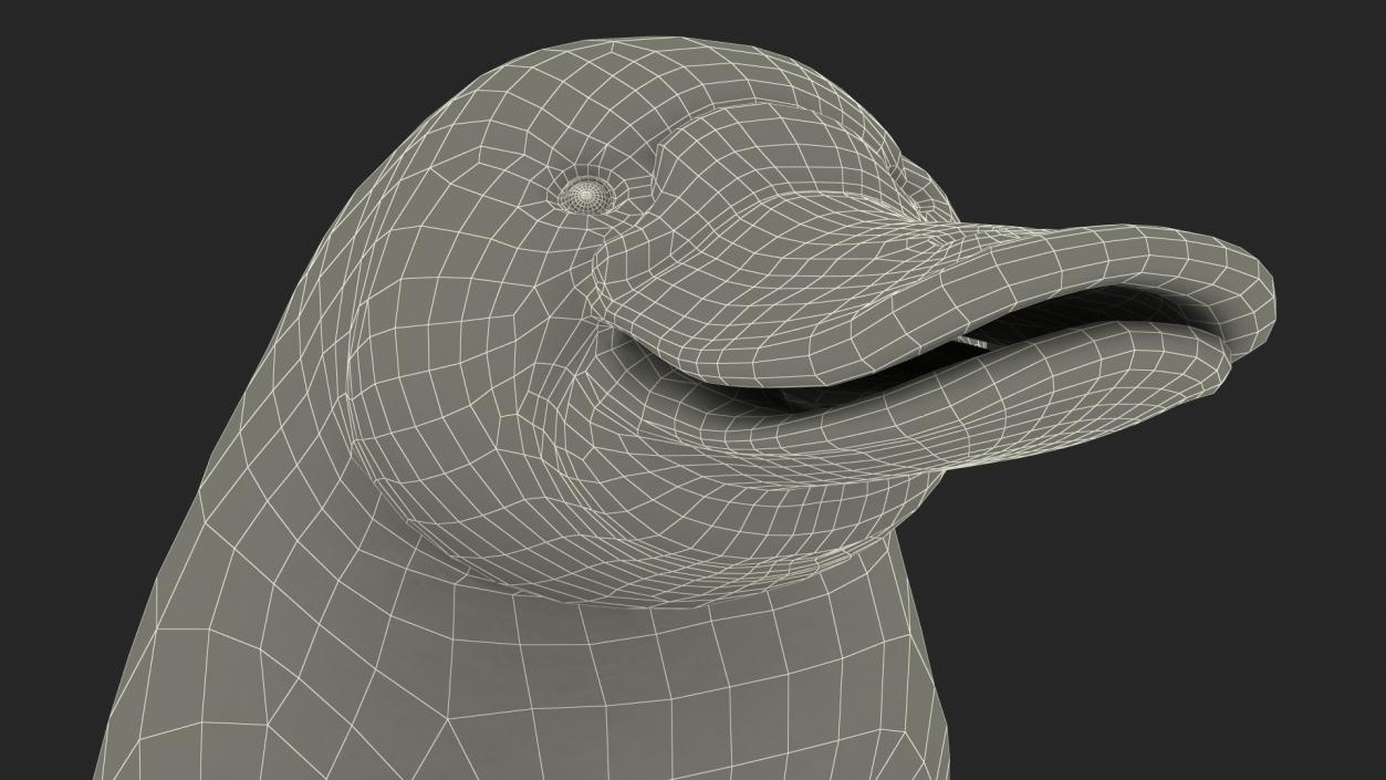 Standing Platypus 3D