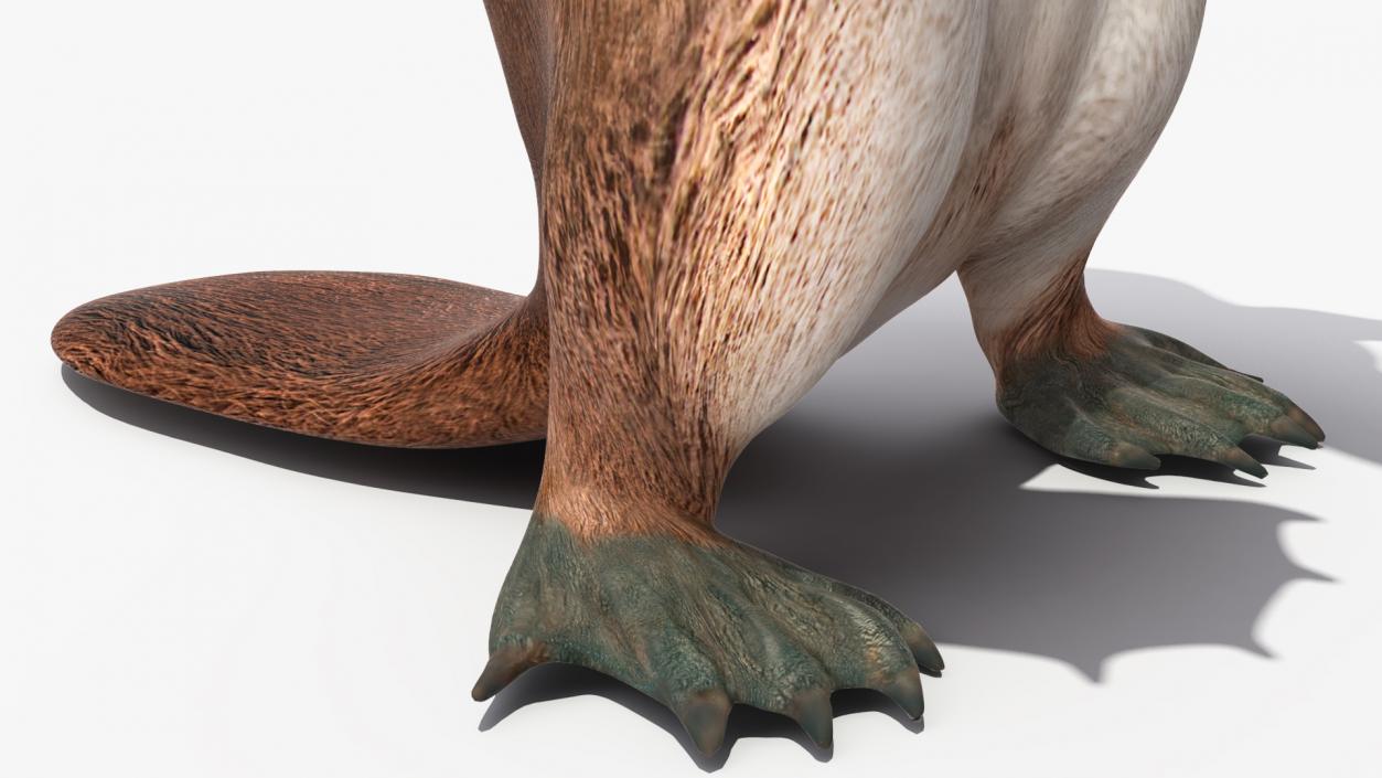 Standing Platypus 3D