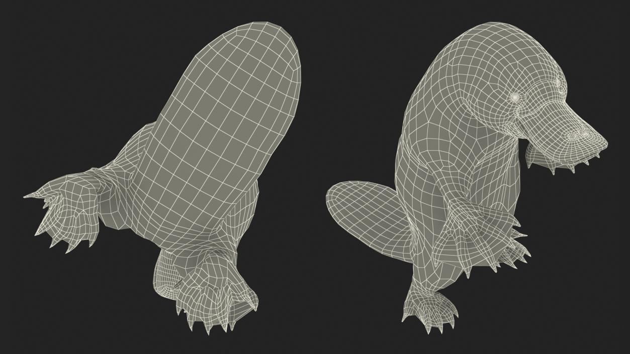 Standing Platypus 3D