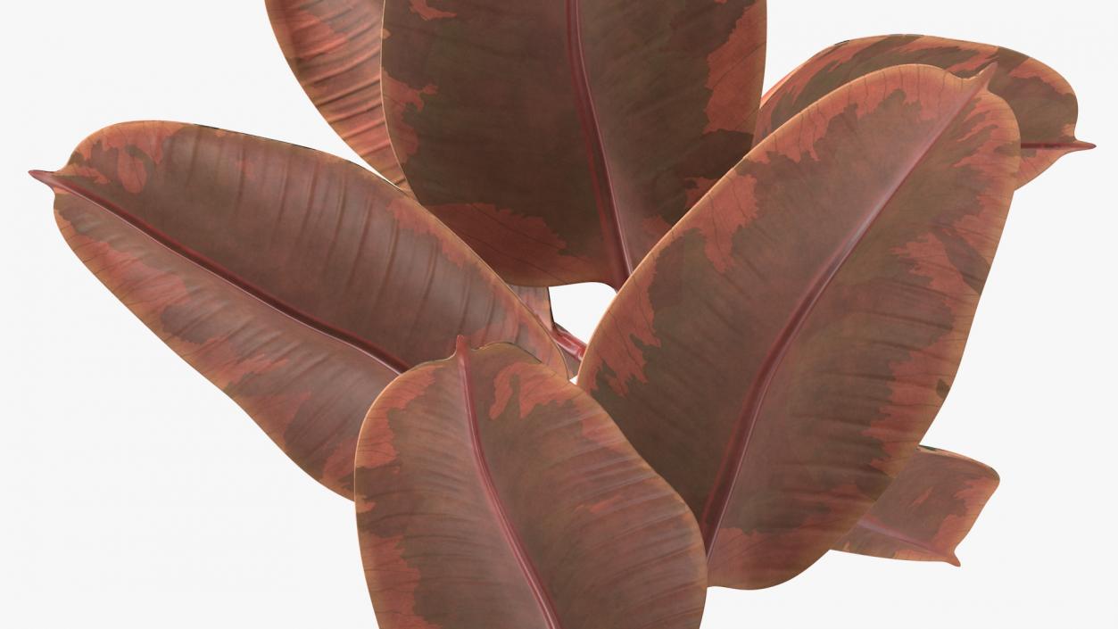 3D Ficus Elastica Ruby in Pot