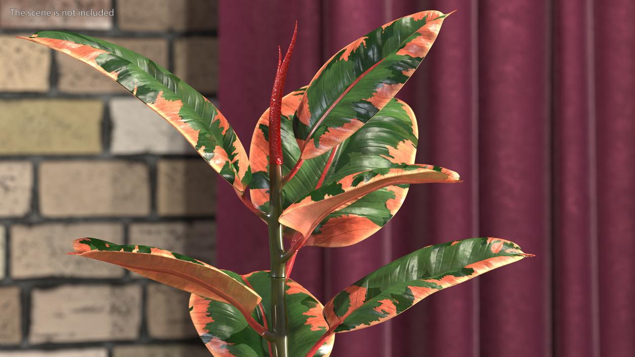 3D Ficus Elastica Ruby in Pot