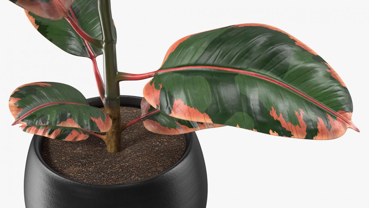 3D Ficus Elastica Ruby in Pot