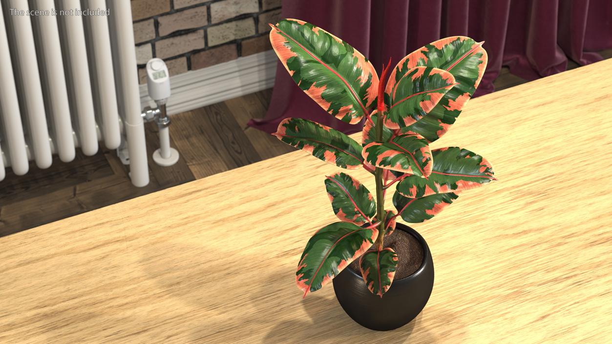 3D Ficus Elastica Ruby in Pot