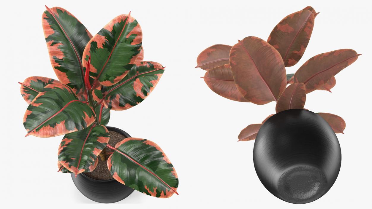 3D Ficus Elastica Ruby in Pot