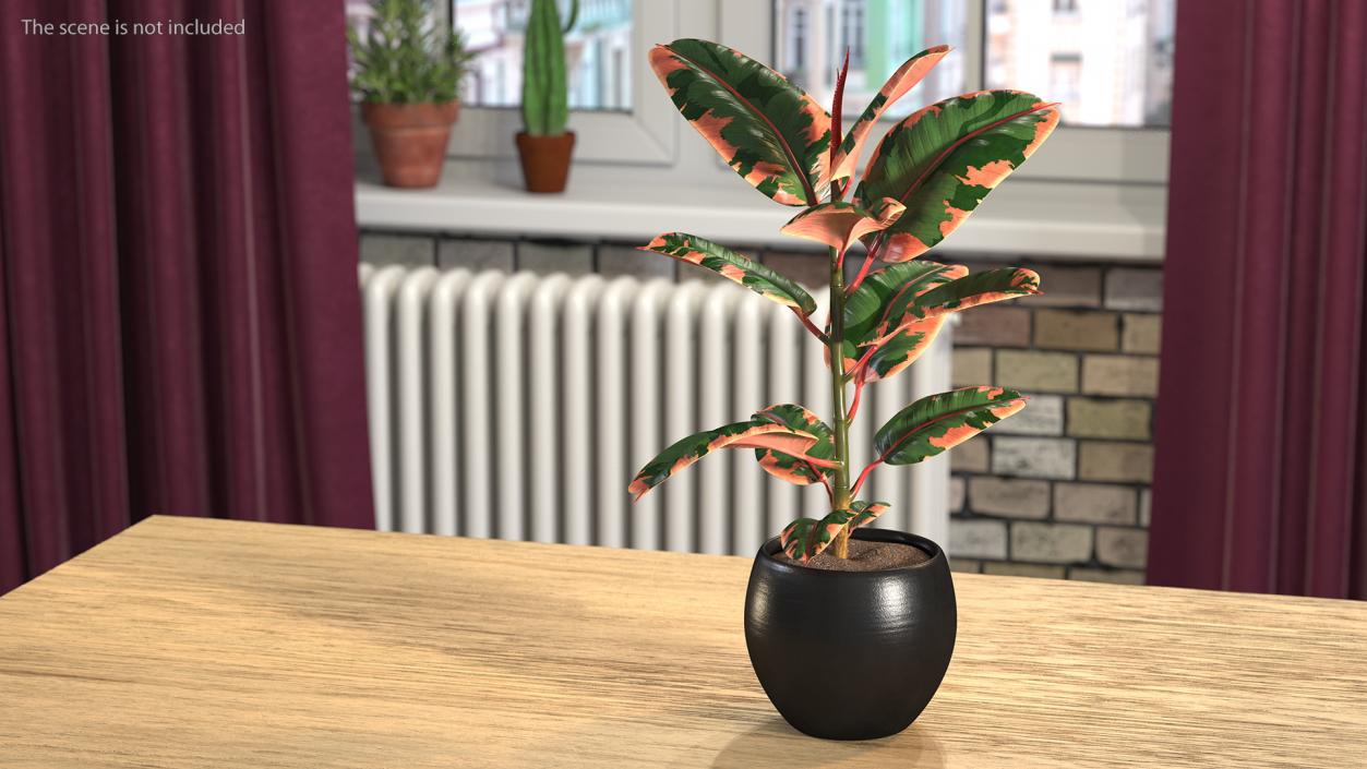 3D Ficus Elastica Ruby in Pot