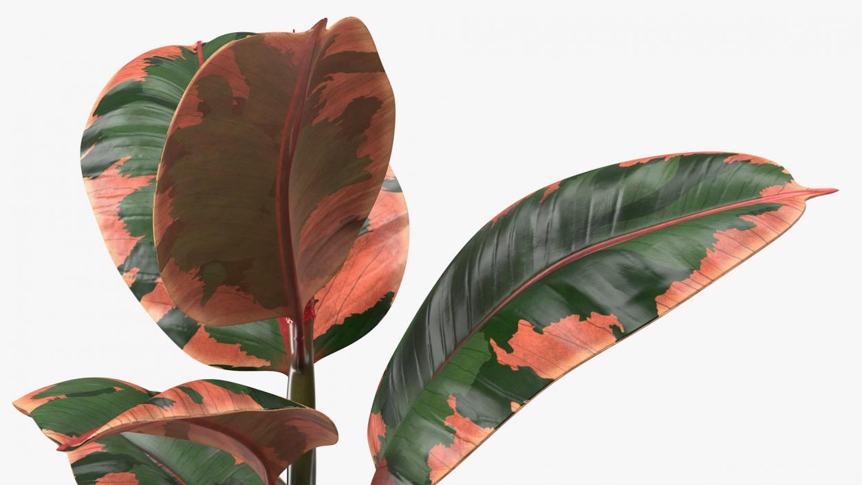 3D Ficus Elastica Ruby in Pot