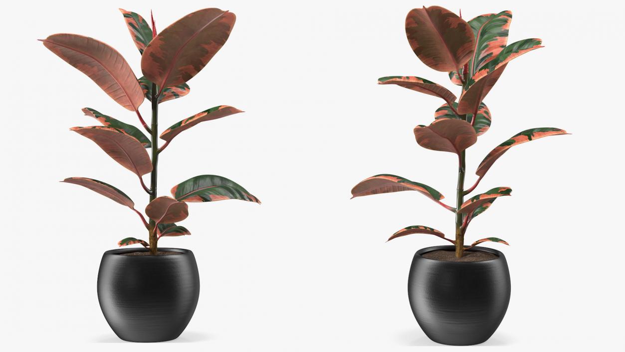 3D Ficus Elastica Ruby in Pot