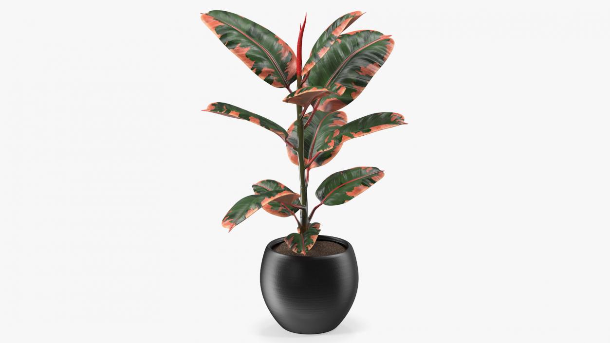 3D Ficus Elastica Ruby in Pot