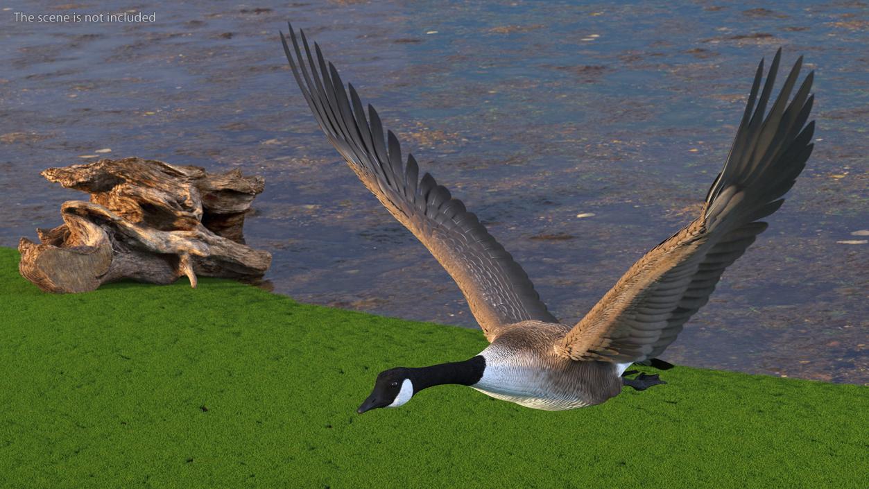 North American Goose Flying Pose 3D