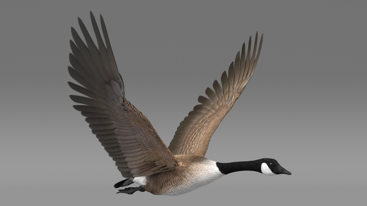 North American Goose Flying Pose 3D