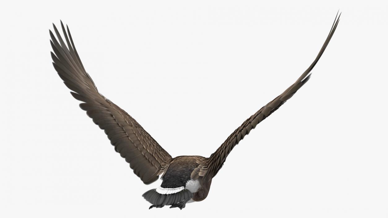 North American Goose Flying Pose 3D