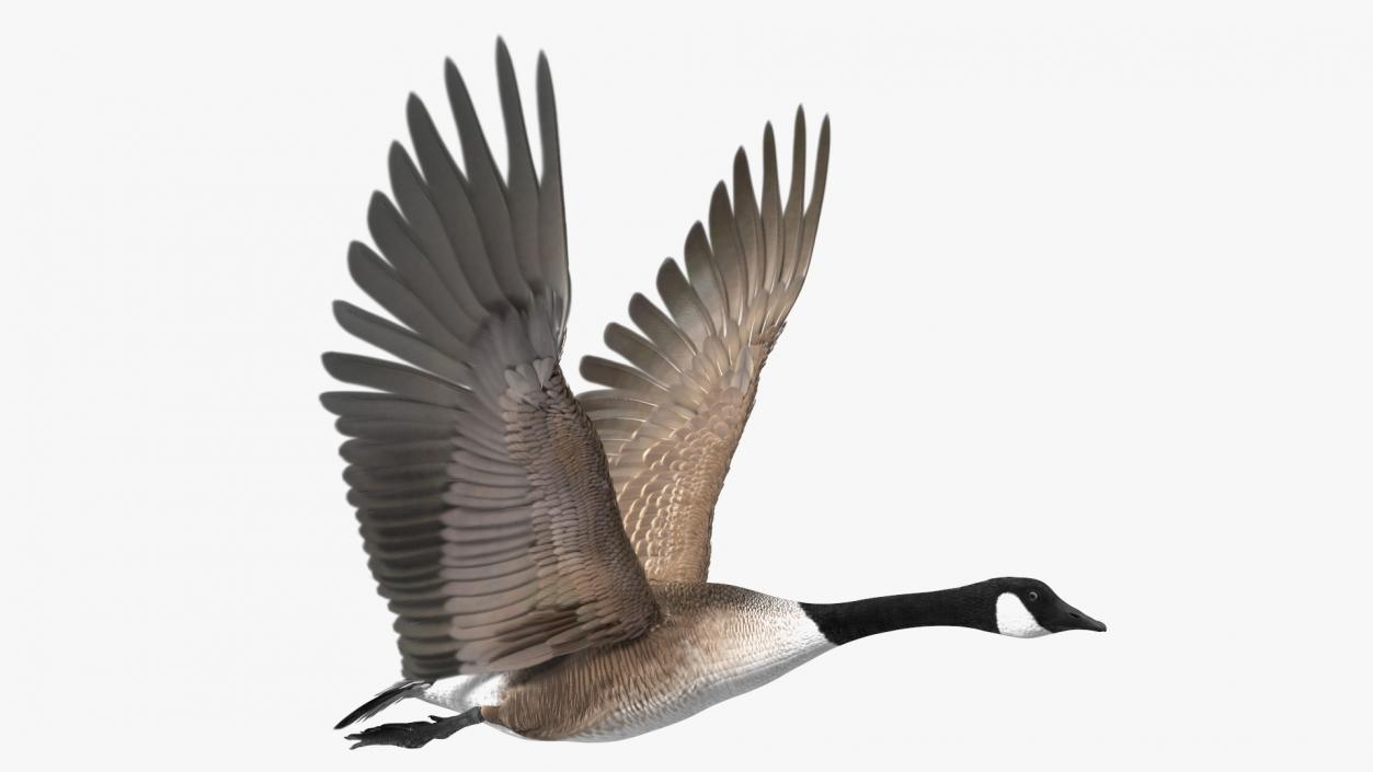 North American Goose Flying Pose 3D