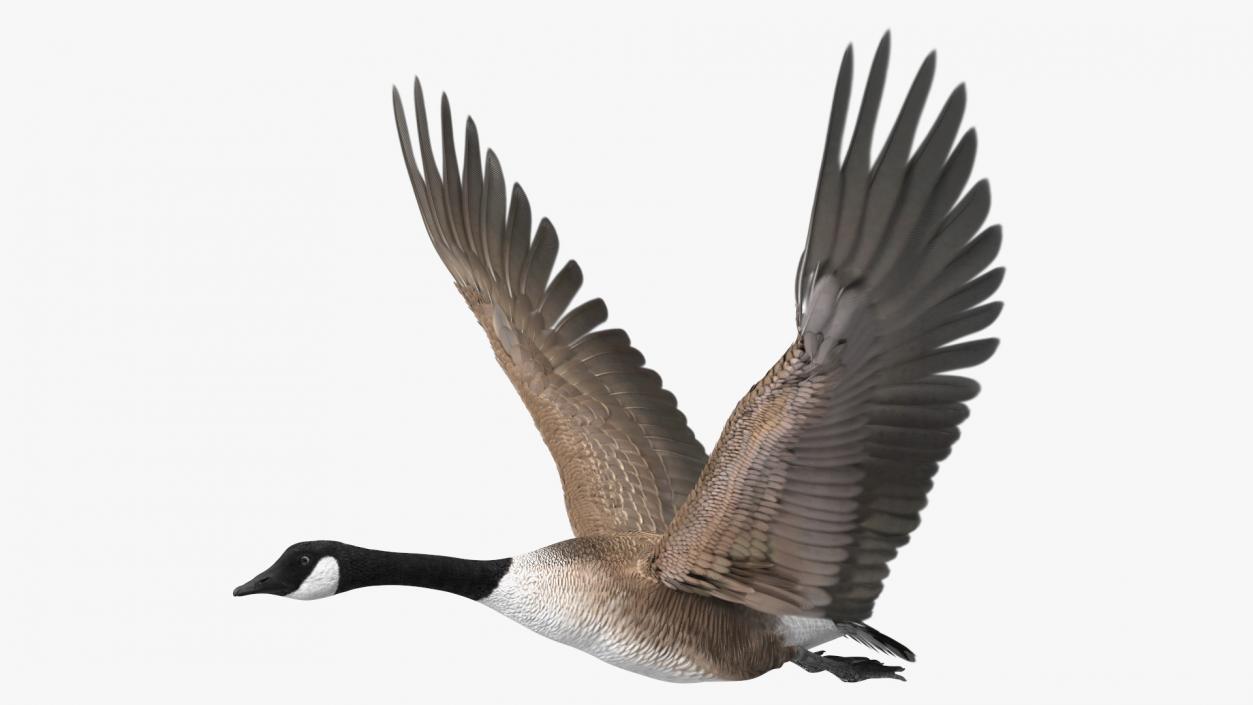 North American Goose Flying Pose 3D