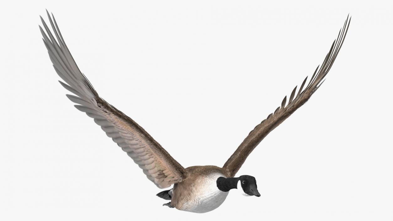 North American Goose Flying Pose 3D