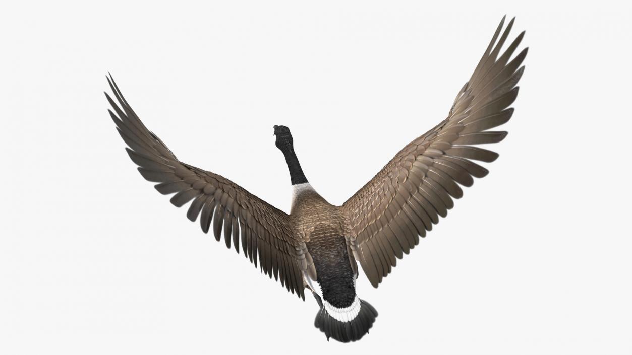 North American Goose Flying Pose 3D