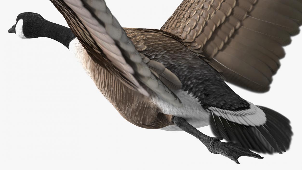 North American Goose Flying Pose 3D