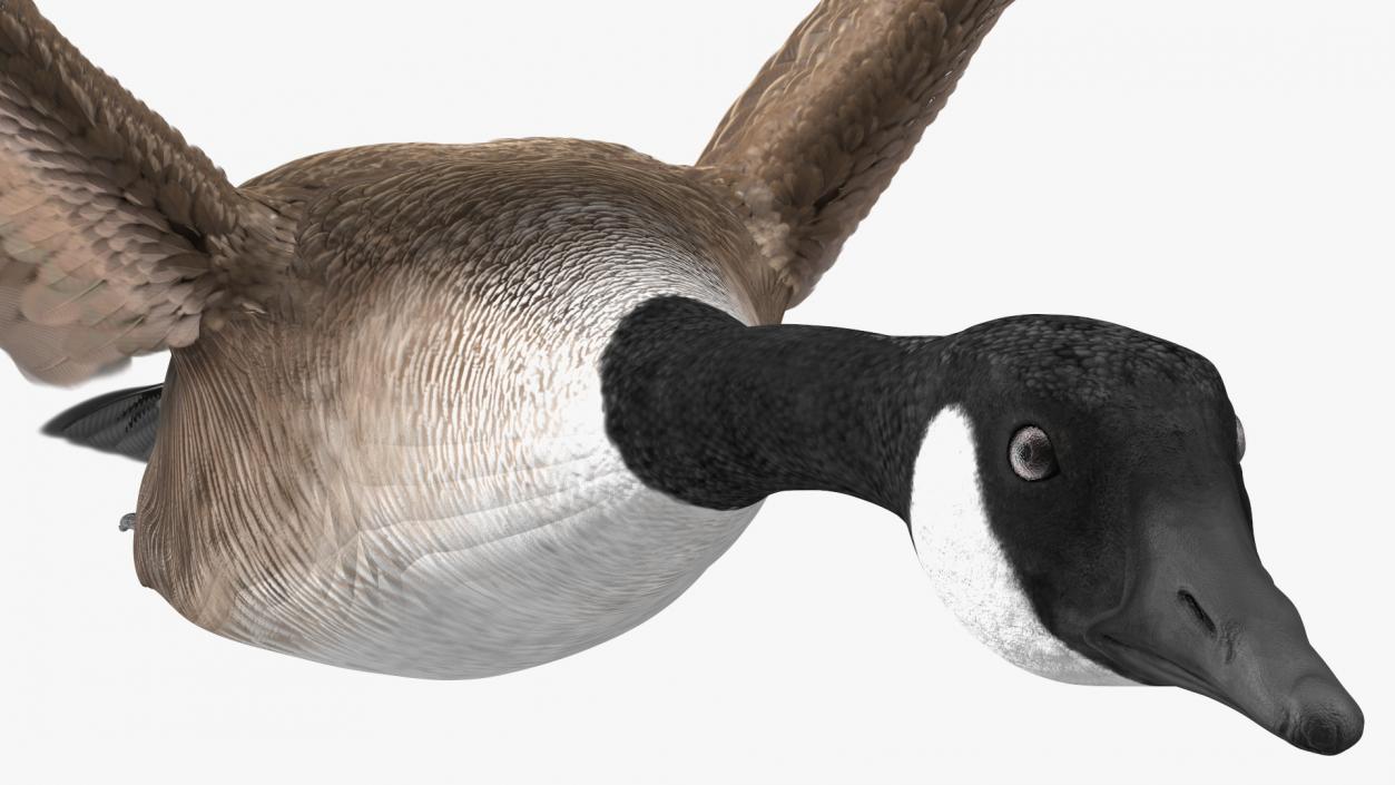 North American Goose Flying Pose 3D