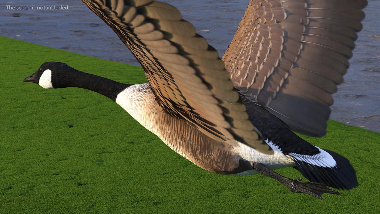 North American Goose Flying Pose 3D