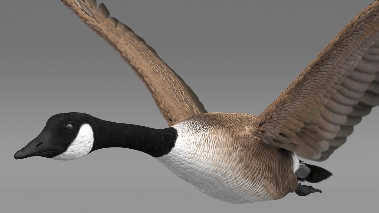 North American Goose Flying Pose 3D