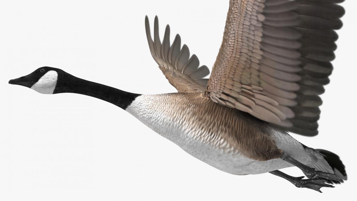 North American Goose Flying Pose 3D