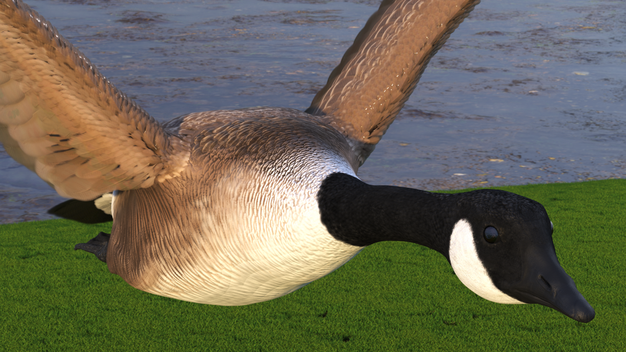 North American Goose Flying Pose 3D