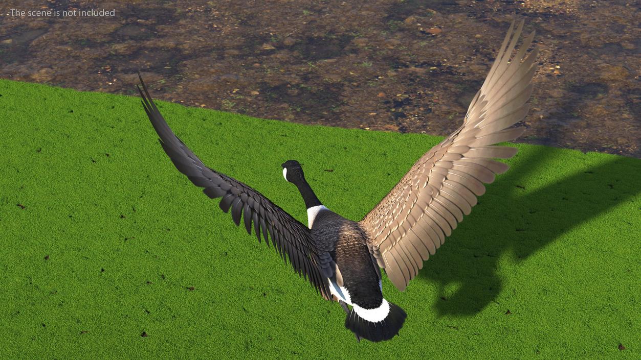 North American Goose Flying Pose 3D