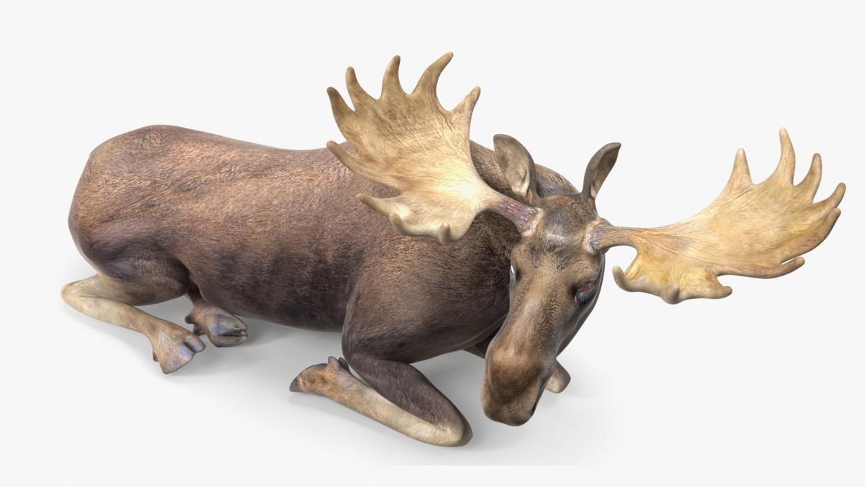 Elk Rigged for Cinema 4D 3D model